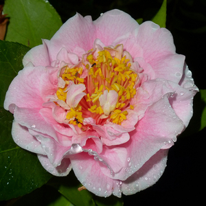 C.M. Wilson Camellia, Camellia japonica 'C M Wilson'